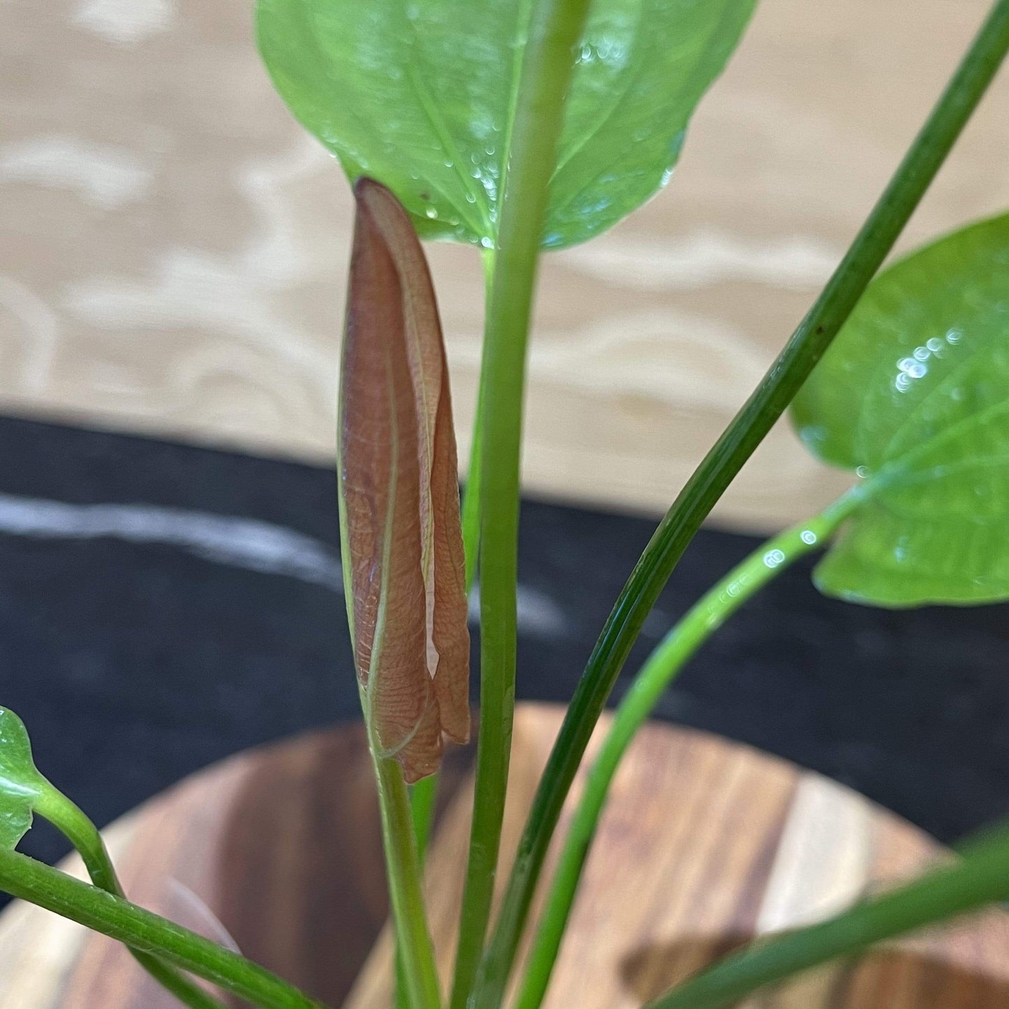 Pisces Enterprises 5cm Pot Echinodorus Oriental 5cm Pot