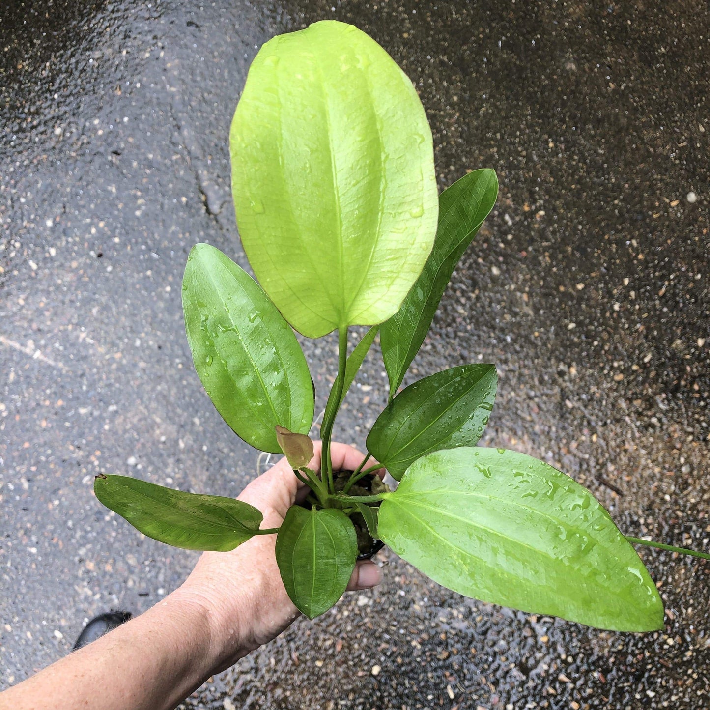 Pisces Enterprises 5cm Pot Echinodorus Oriental 5cm Pot