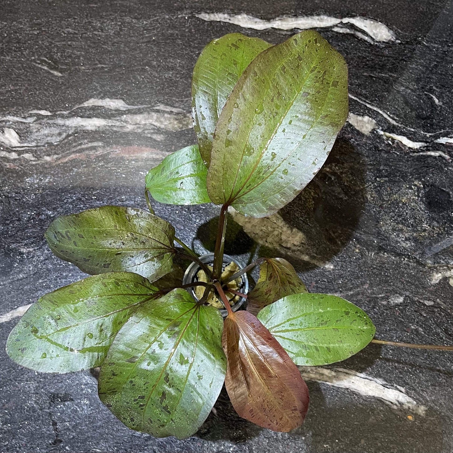 Pisces Enterprises 5cm Pot Echinodorus Ozelot Red 5cm Pot