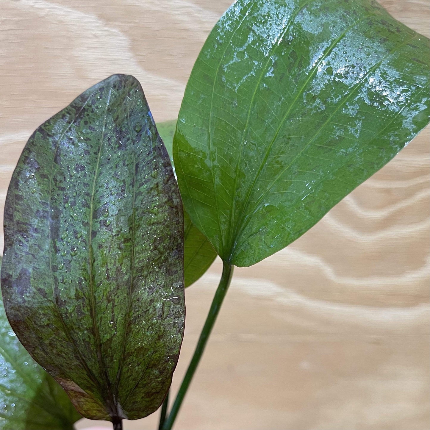 Pisces Enterprises 5cm Pot Echinodorus Red Flame 5cm Pot