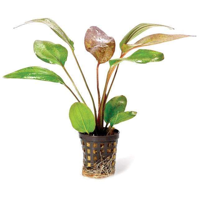 Pisces Enterprises 5cm Pot Echinodorus Red Flame 5cm Pot