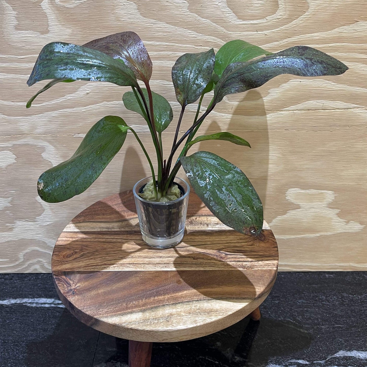 Pisces Enterprises 5cm Pot Echinodorus Red Flame 5cm Pot