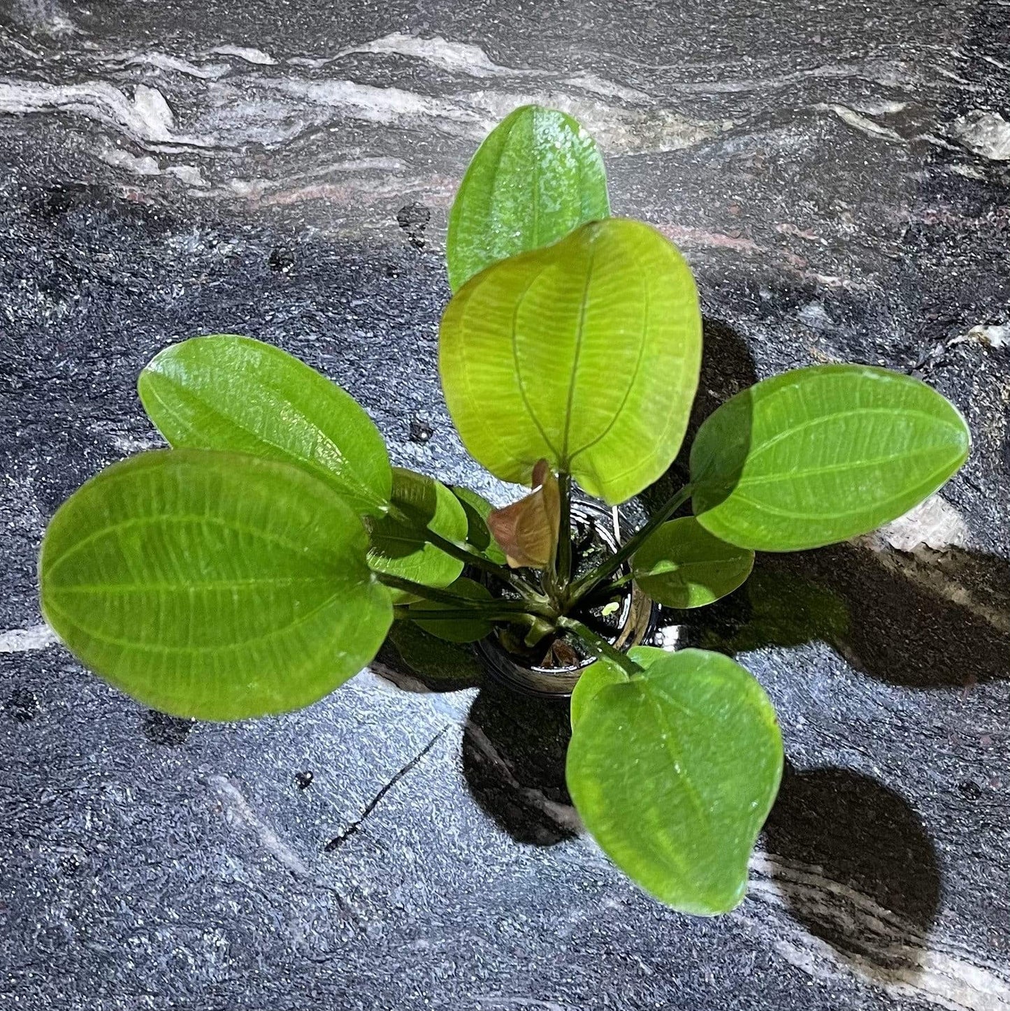 Pisces Enterprises 5cm Pot Echinodorus Red October 5cm Pot