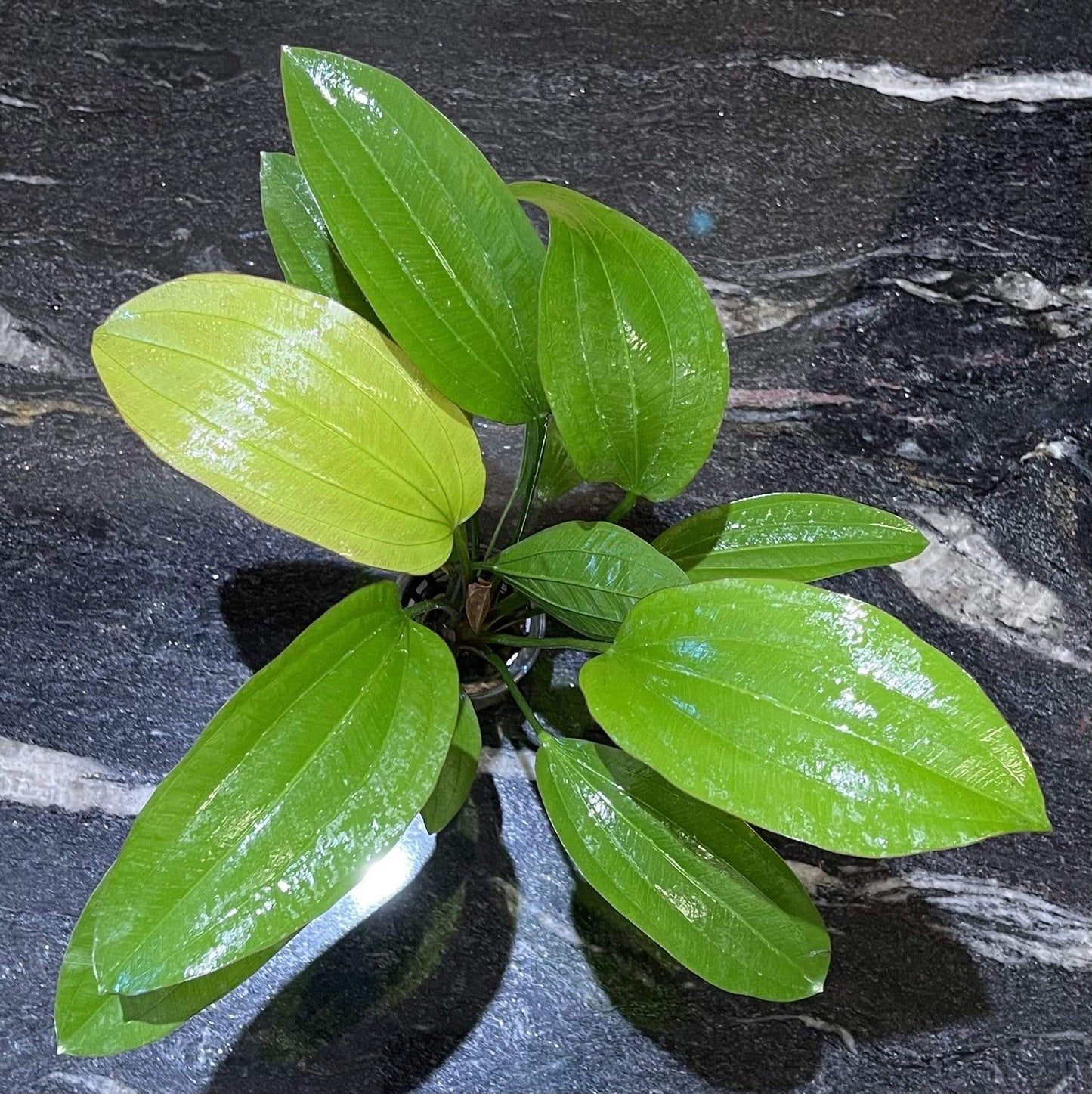 Pisces Enterprises 5cm Pot Echinodorus Rose 5cm Pot