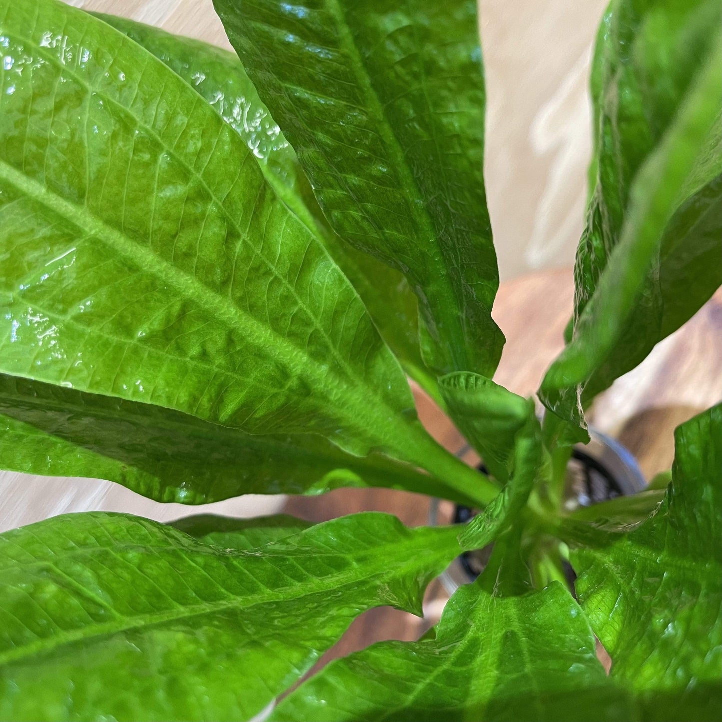 Pisces Enterprises 5cm Pot Echinodorus Tropica 5cm Pot