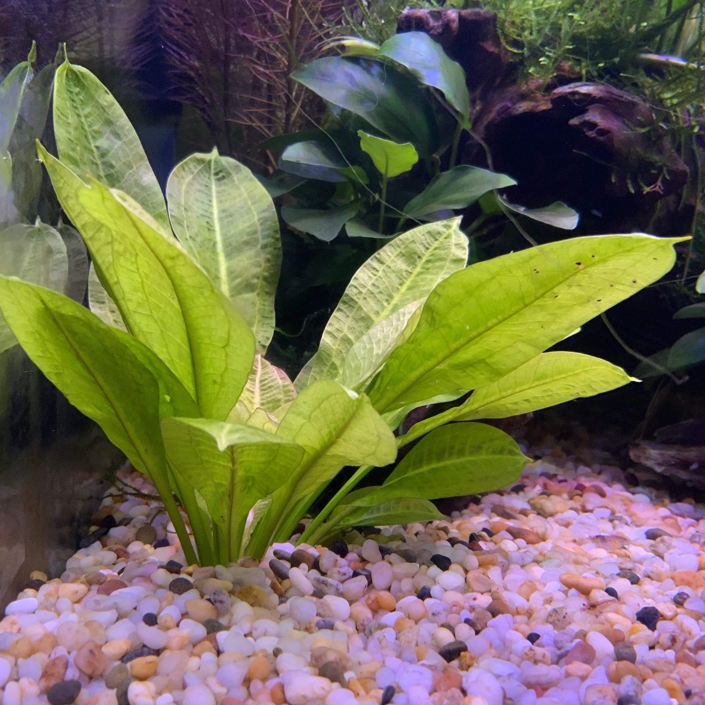 Pisces Enterprises 5cm Pot Echinodorus Tropica 5cm Pot