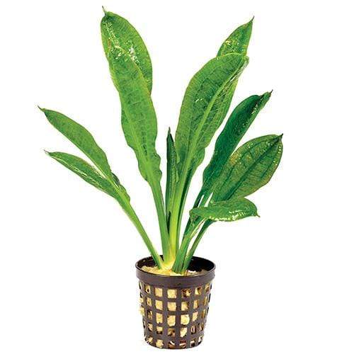 Pisces Enterprises 5cm Pot Echinodorus Tropica 5cm Pot