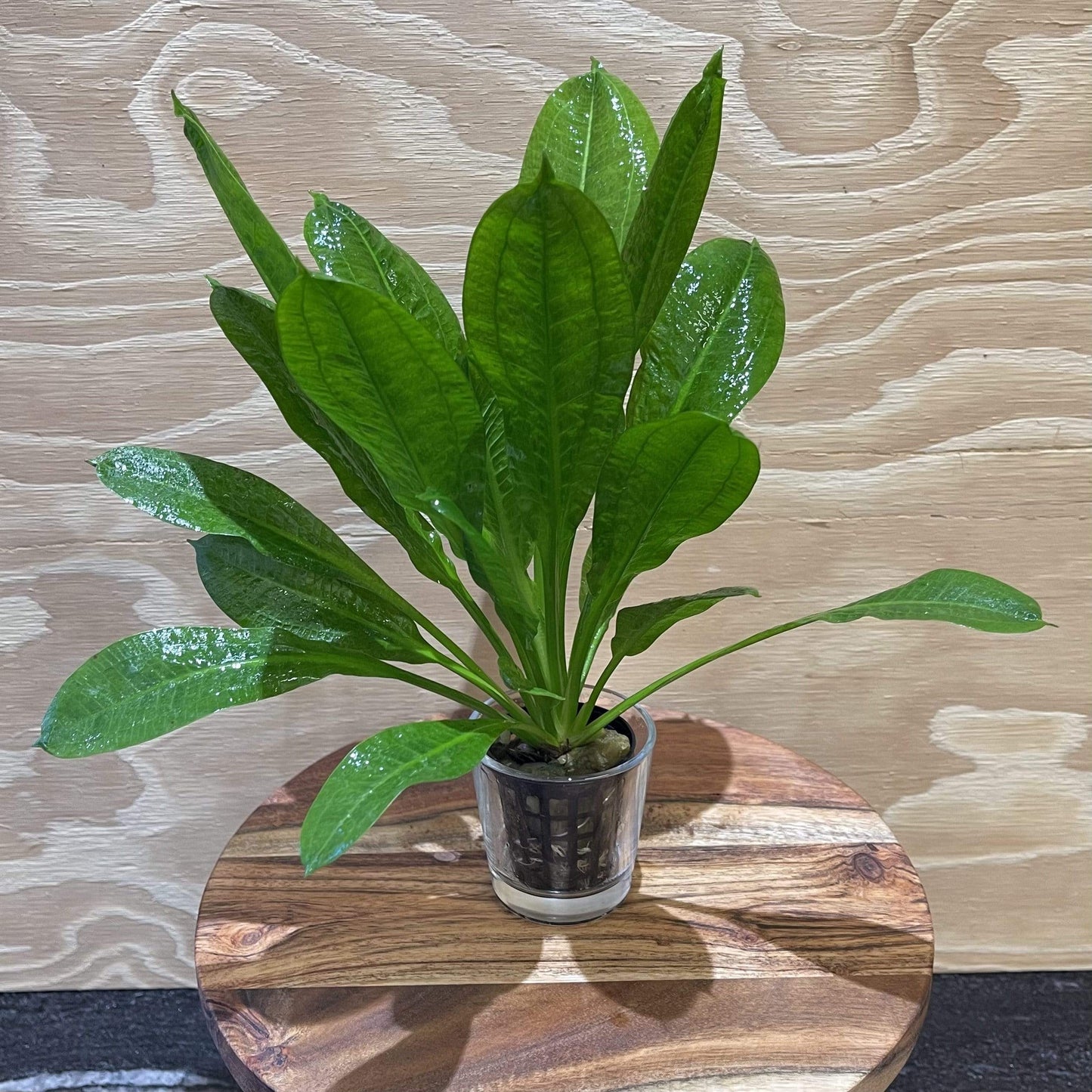 Pisces Enterprises 5cm Pot Echinodorus Tropica 5cm Pot