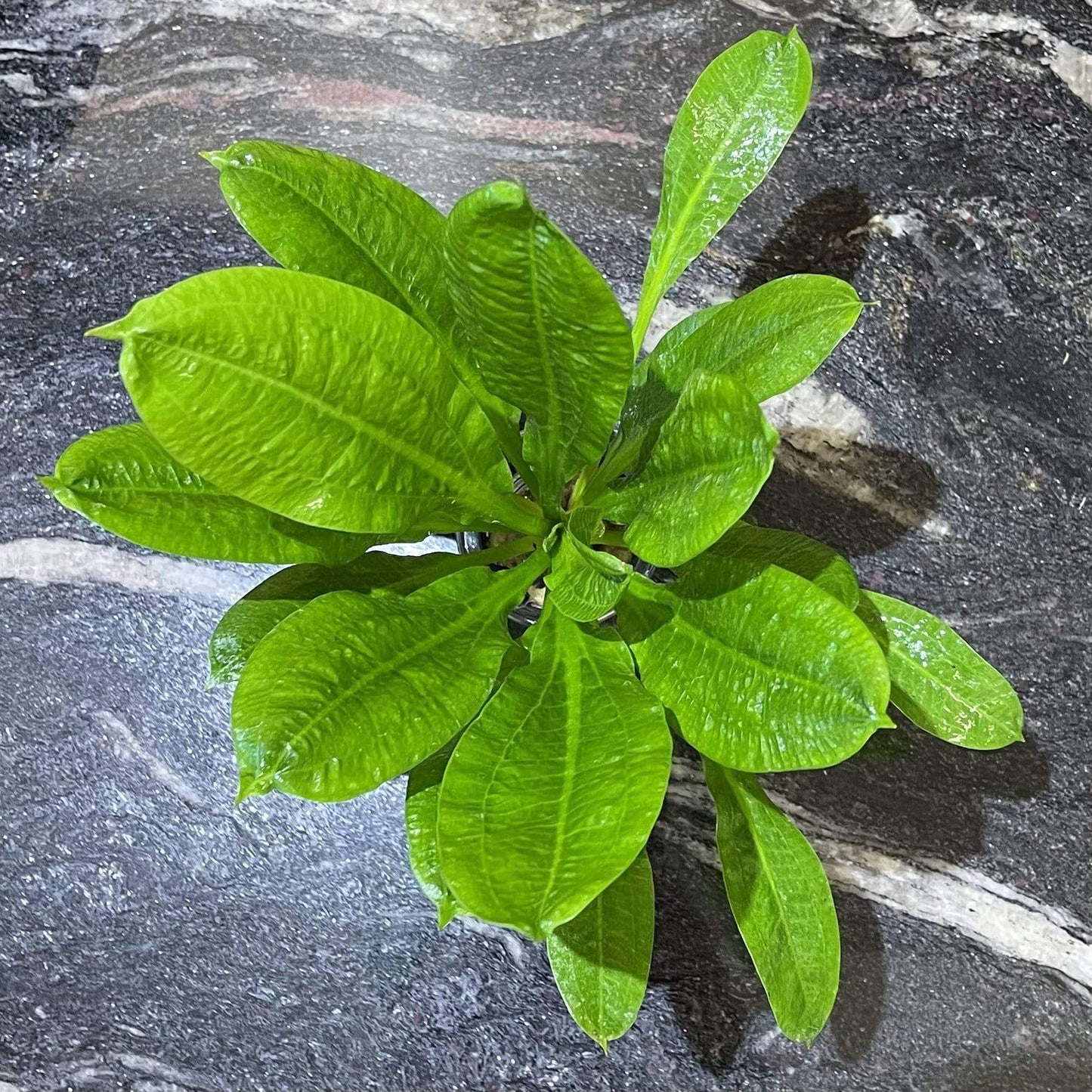 Pisces Enterprises 5cm Pot Echinodorus Tropica 5cm Pot