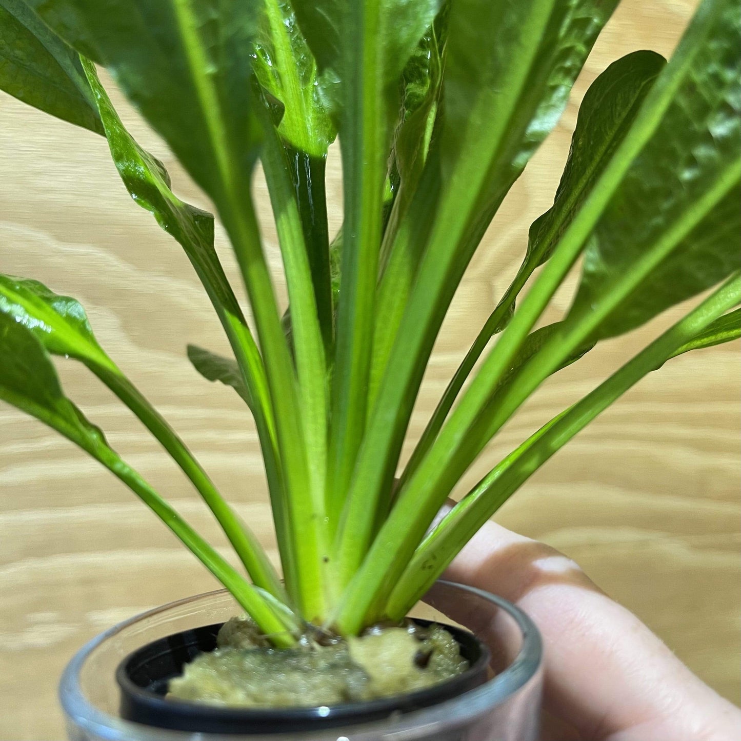 Pisces Enterprises 5cm Pot Echinodorus Tropica 5cm Pot