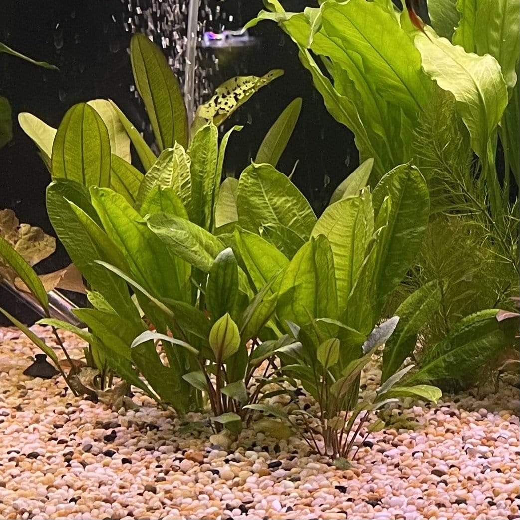 Pisces Enterprises 5cm Pot Echinodorus Tropica 5cm Pot