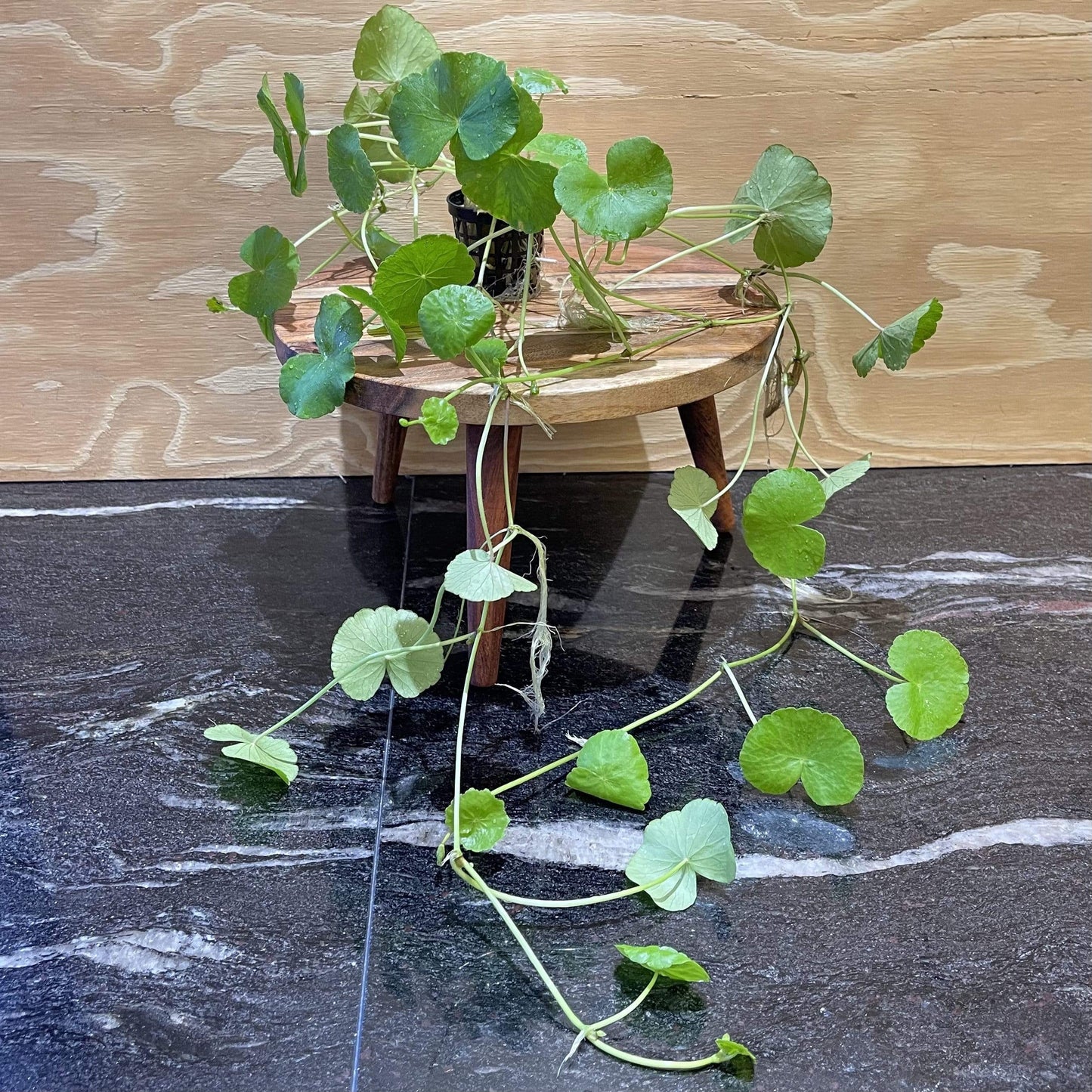 Pisces Enterprises 5cm Pot Giant Cardamine 5cm Pot