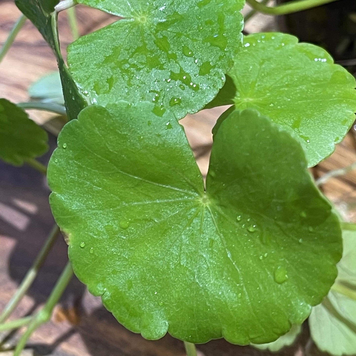 Pisces Enterprises 5cm Pot Giant Cardamine 5cm Pot