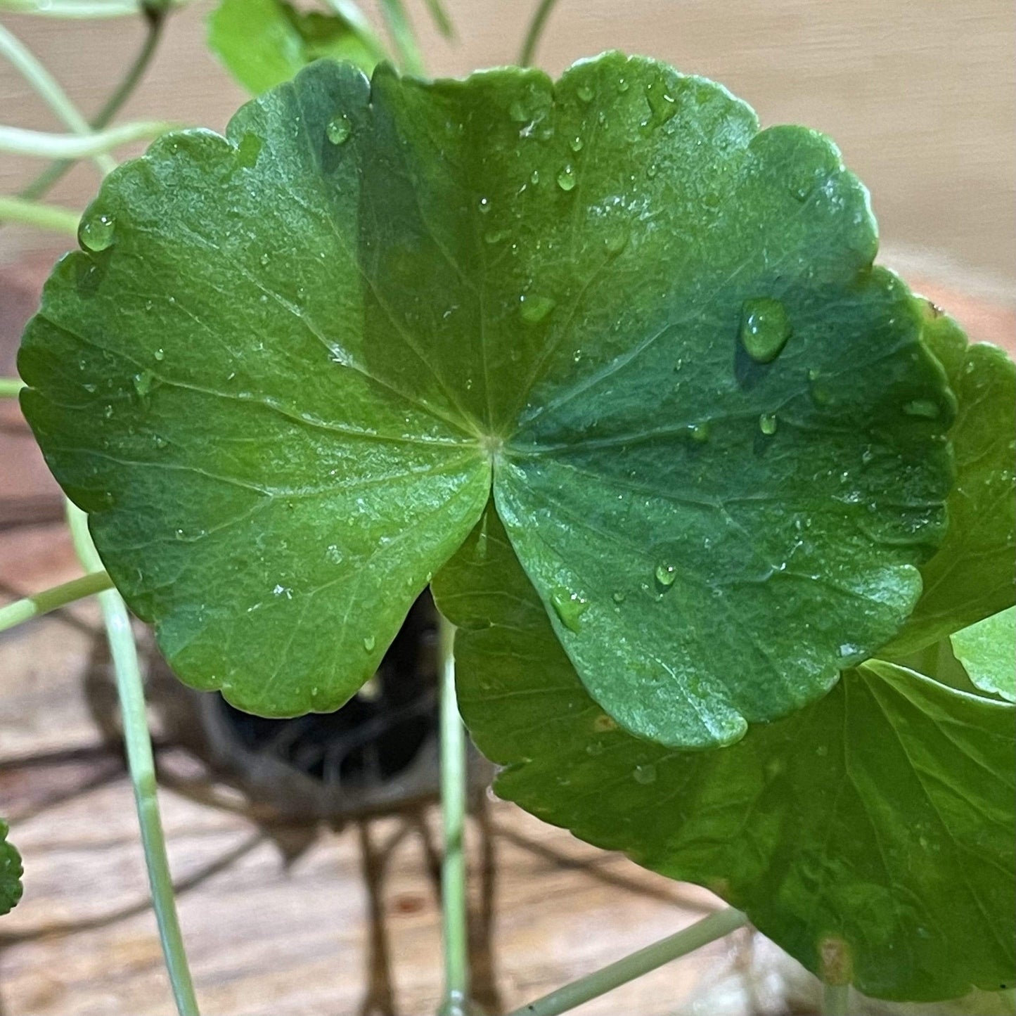 Pisces Enterprises 5cm Pot Giant Cardamine 5cm Pot