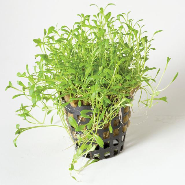 Pisces Enterprises 5cm Pot Glossostigma 5cm pot