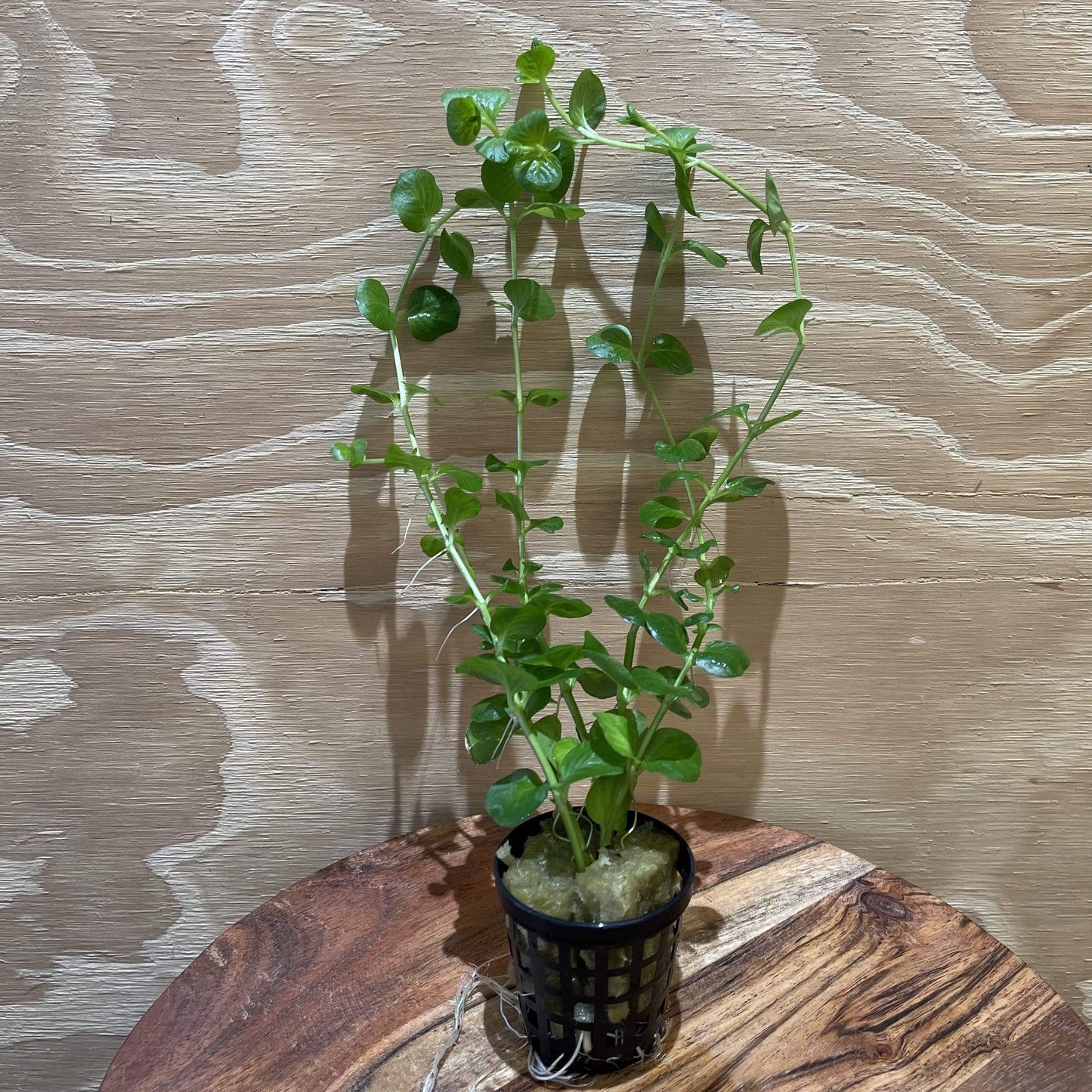 Pisces Enterprises 5cm Pot Green Pennywort 5cm Pot
