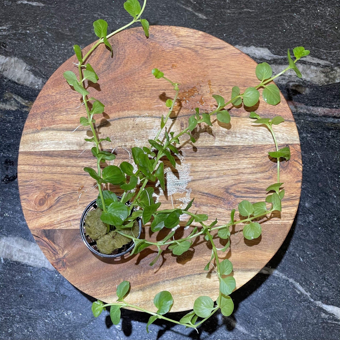 Pisces Enterprises 5cm Pot Green Pennywort 5cm Pot