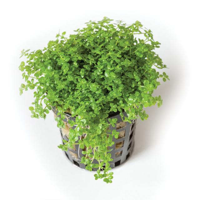 Pisces Enterprises 5cm Pot Hemianthus callitrichoides “Cuba” 5cm Pot