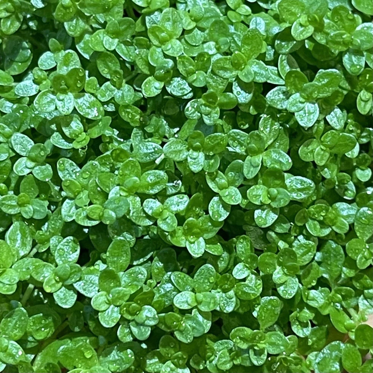 Pisces Enterprises 5cm Pot Hemianthus callitrichoides “Cuba” 5cm Pot