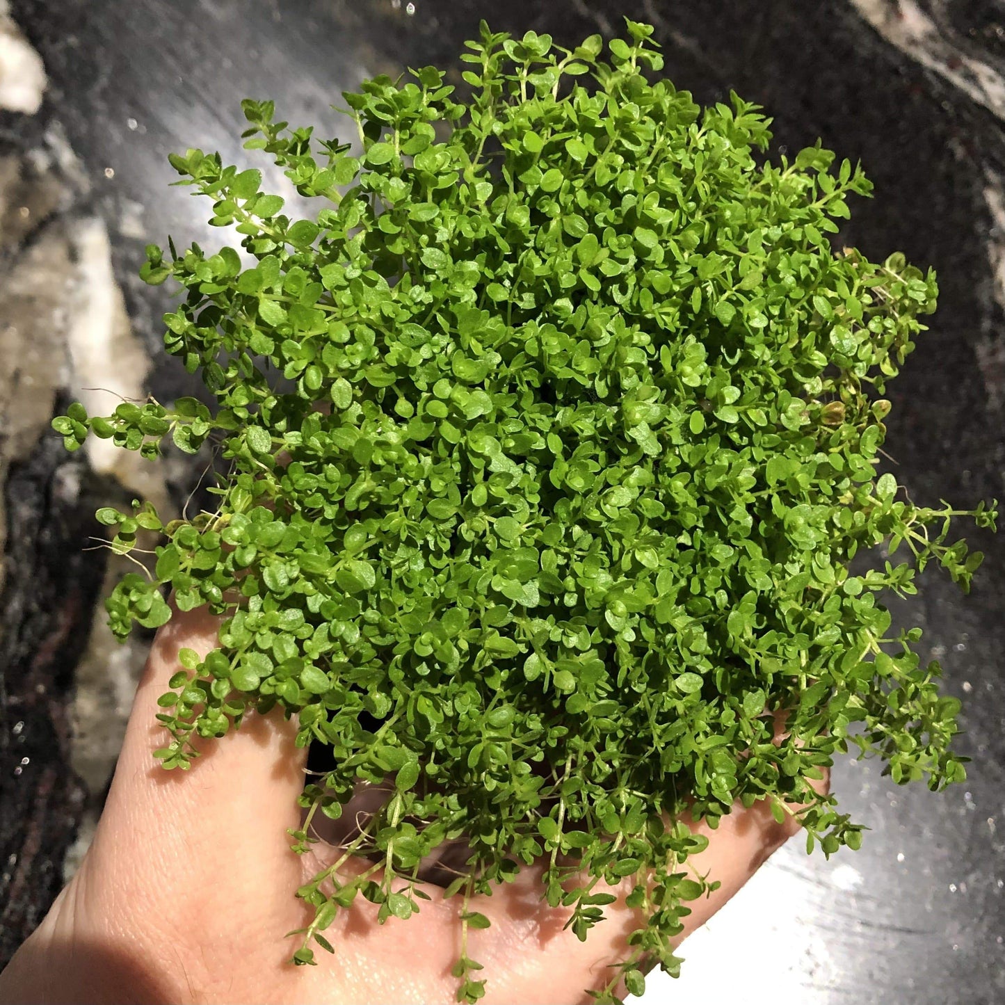 Pisces Enterprises 5cm Pot Hemianthus callitrichoides “Cuba” 5cm Pot