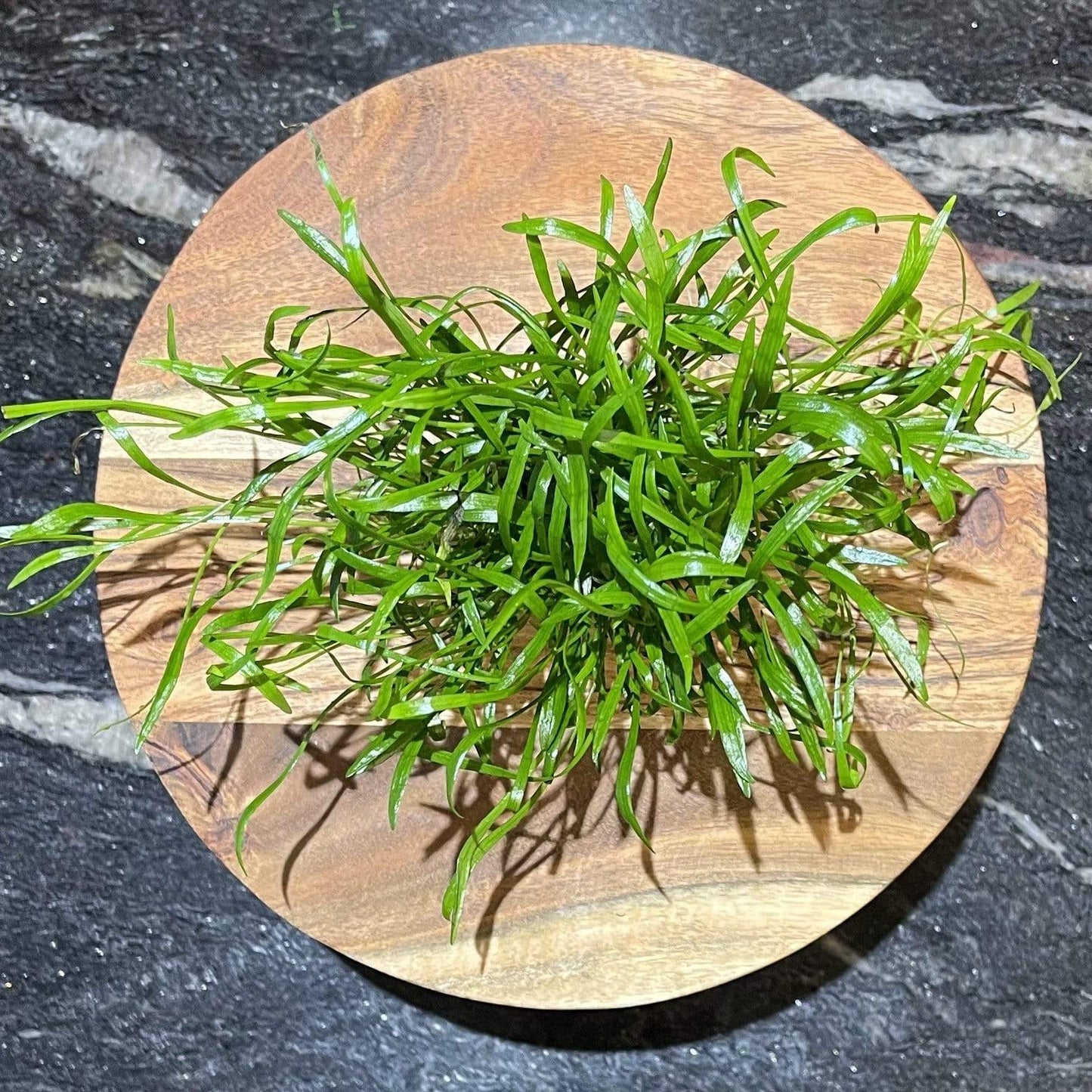 Pisces Enterprises 5cm Pot Lilaeopsis brasiliensis 5cm pot