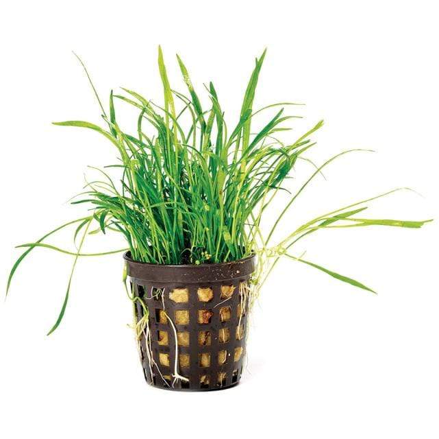 Pisces Enterprises 5cm Pot Lilaeopsis brasiliensis 5cm pot