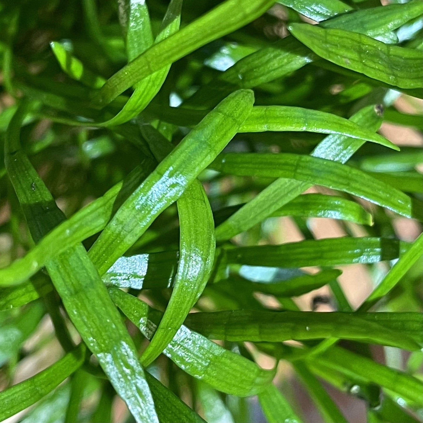 Pisces Enterprises 5cm Pot Lilaeopsis brasiliensis 5cm pot