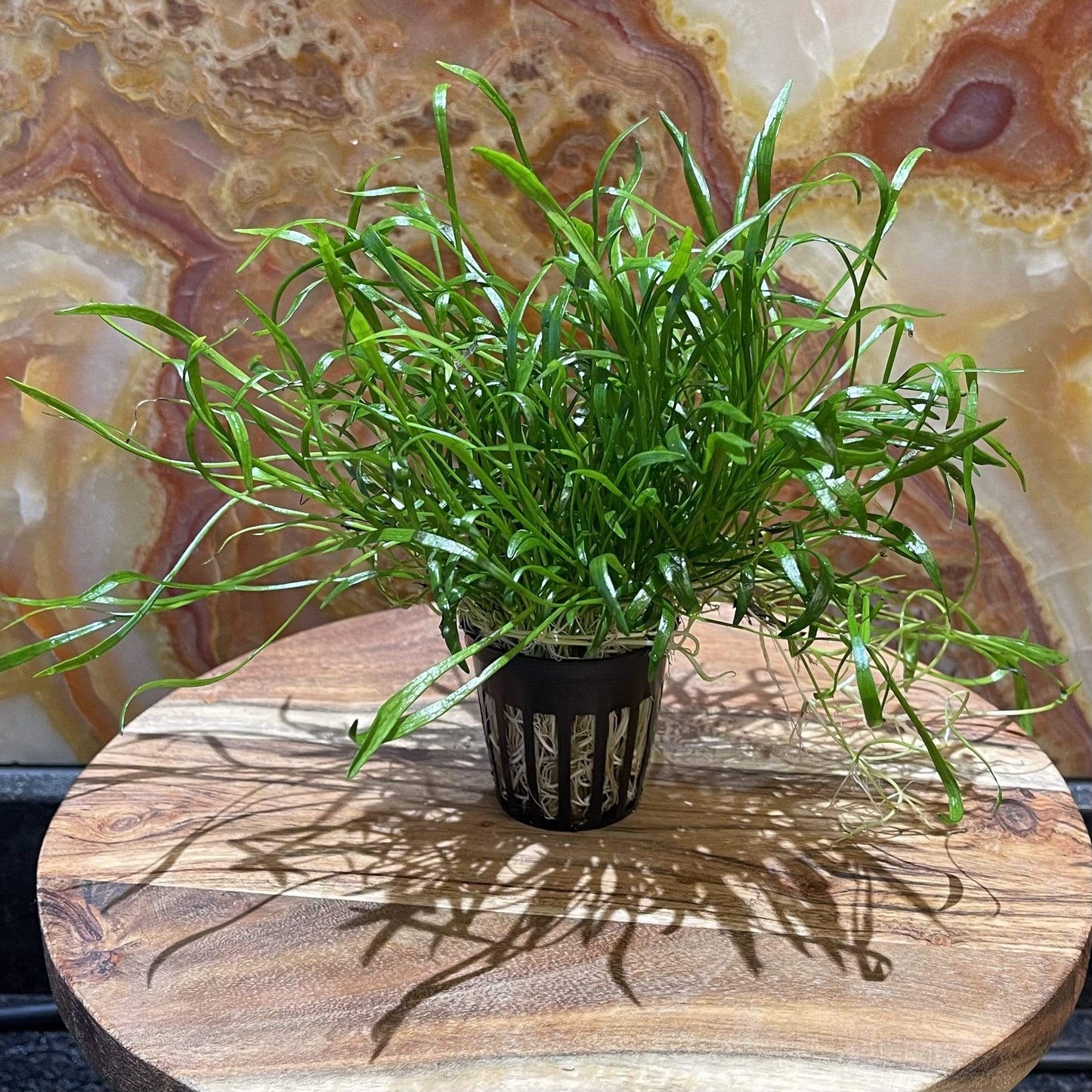 Pisces Enterprises 5cm Pot Lilaeopsis brasiliensis 5cm pot