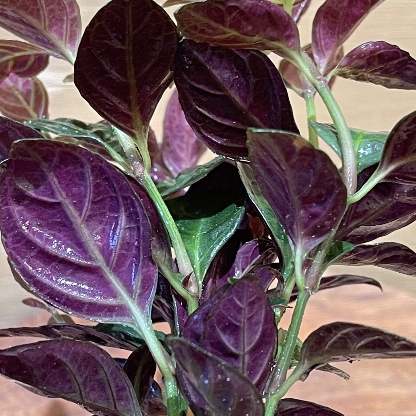 Pisces Enterprises 5cm Pot Mauve Stricta 5cm Pot