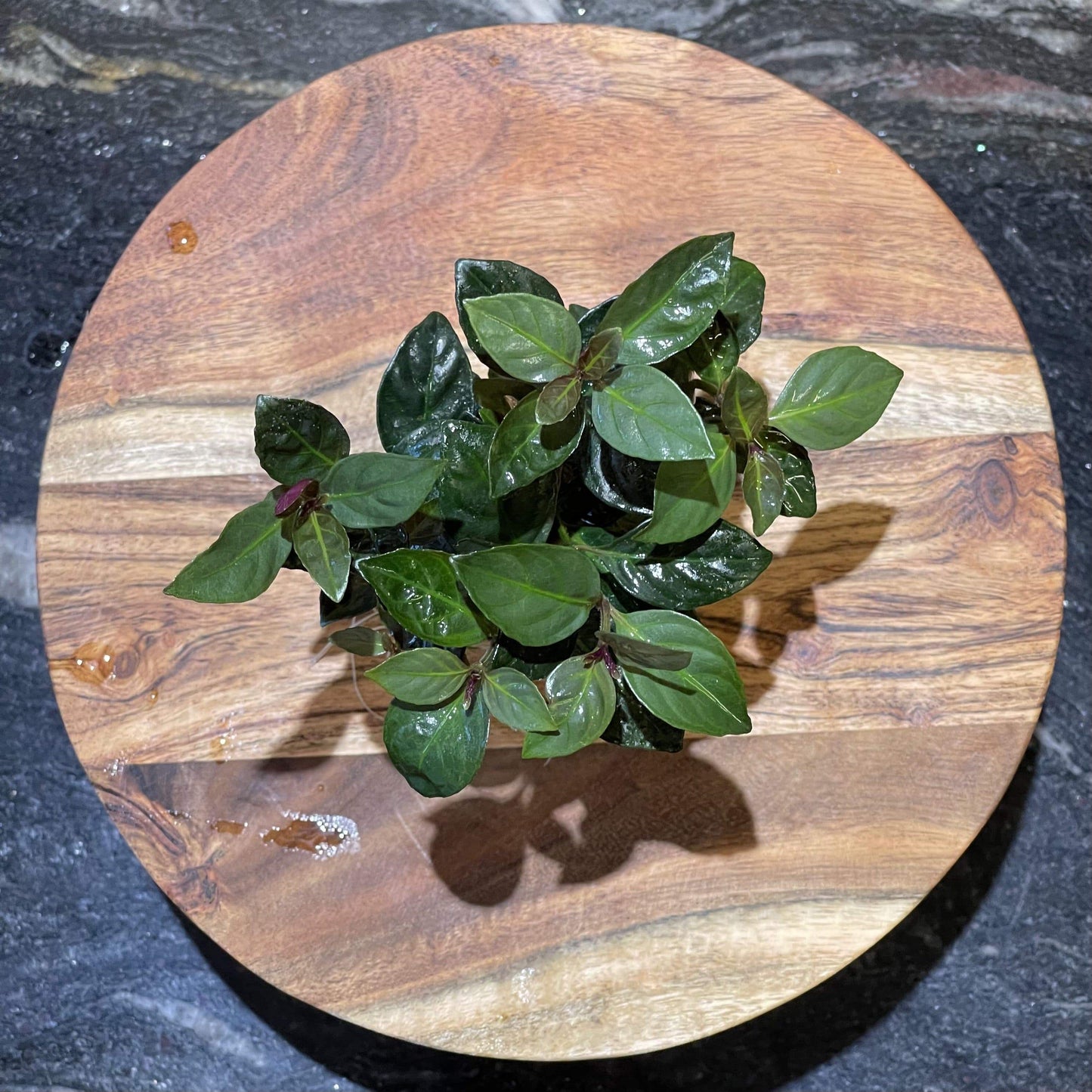 Pisces Enterprises 5cm Pot Mauve Stricta 5cm Pot