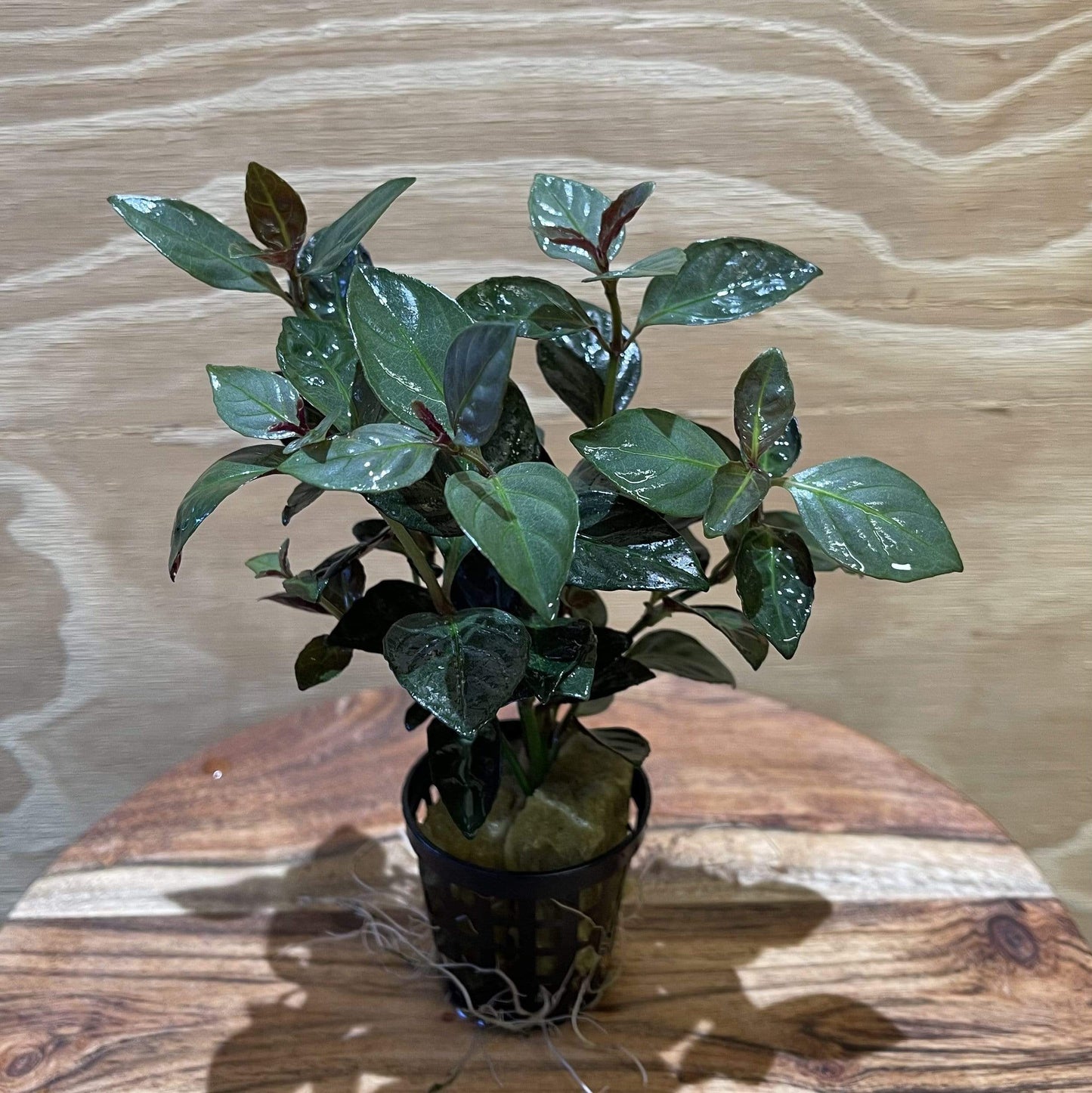 Pisces Enterprises 5cm Pot Mauve Stricta 5cm Pot