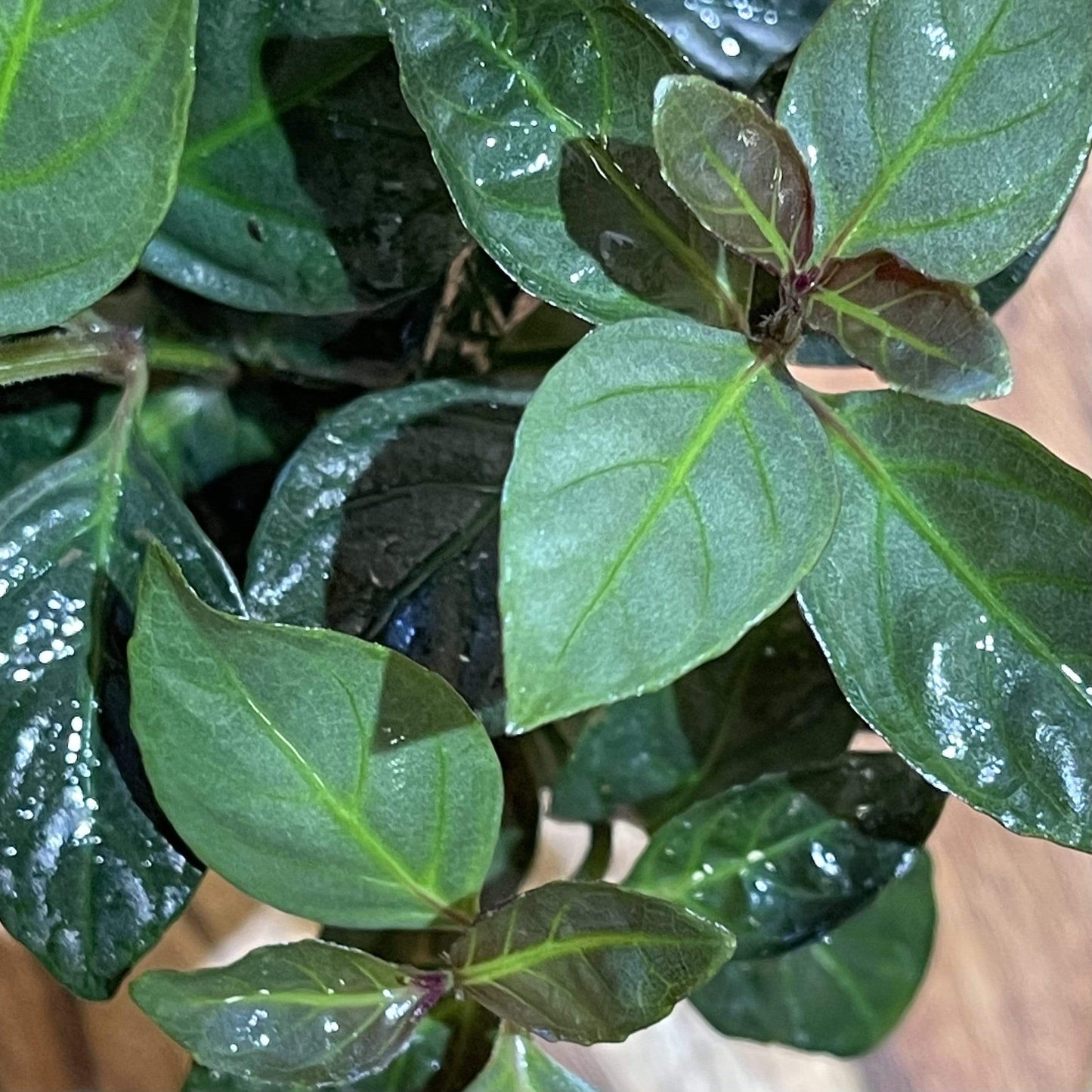 Pisces Enterprises 5cm Pot Mauve Stricta 5cm Pot