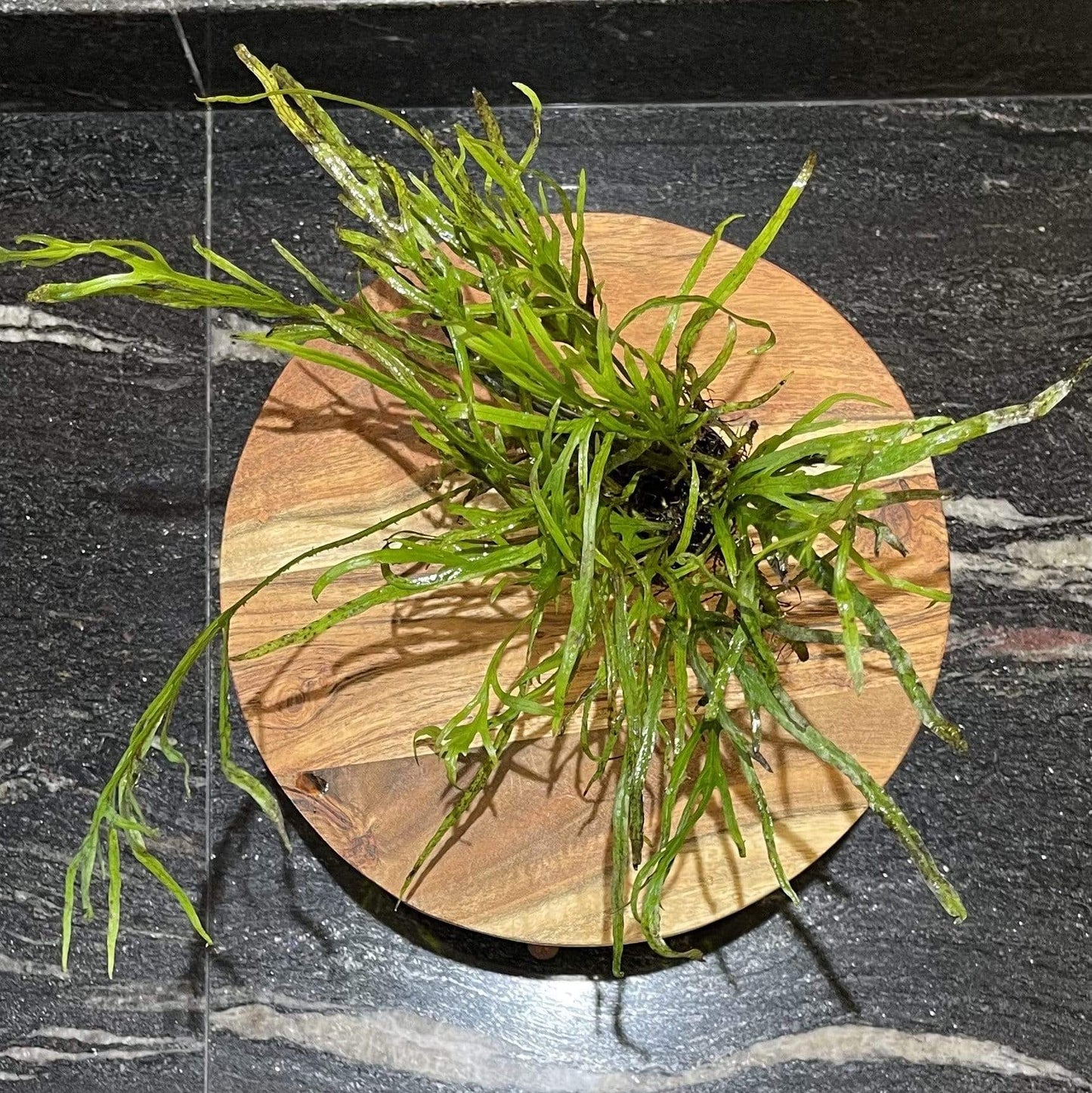 Pisces Enterprises 5cm Pot Narrow Leaf Microsorum pteropus (Narrow Java Fern) 5cm Pot