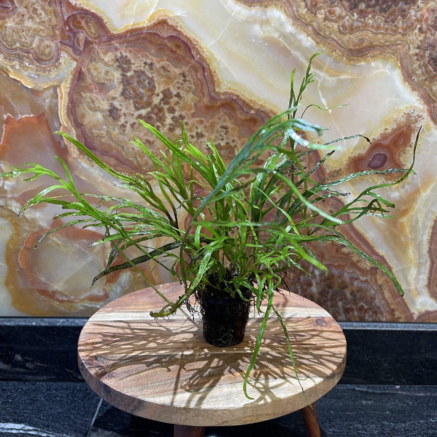 Pisces Enterprises 5cm Pot Narrow Leaf Microsorum pteropus (Narrow Java Fern) 5cm Pot