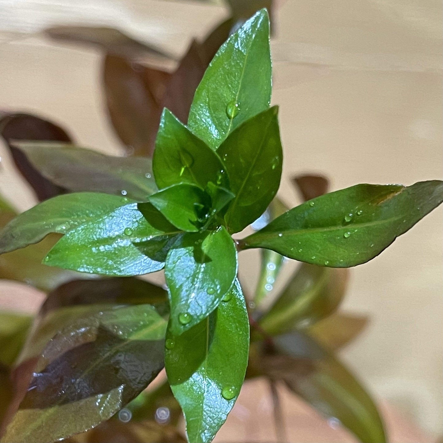Pisces Enterprises 5cm Pot Narrow Ludwigia 5cm pot