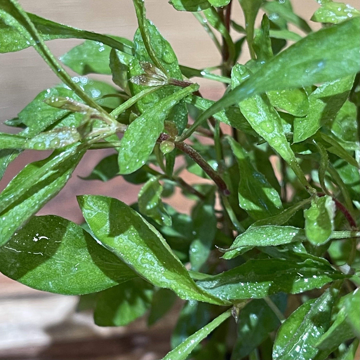 Pisces Enterprises 5cm Pot Pink Ivy 5cm Pot