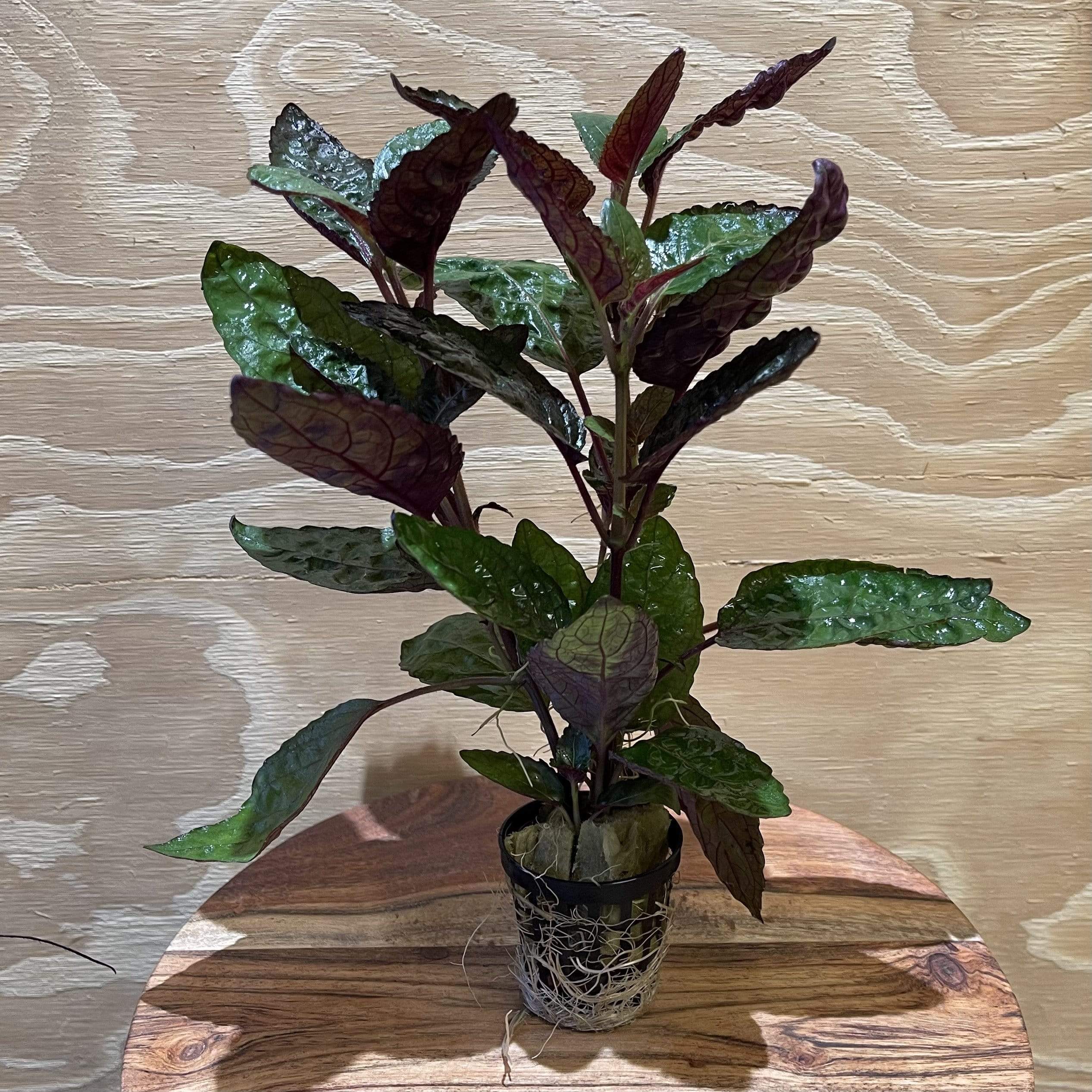 purple waffle house plant Purple Waffle 5cm Pot – Scapeshop.com.au