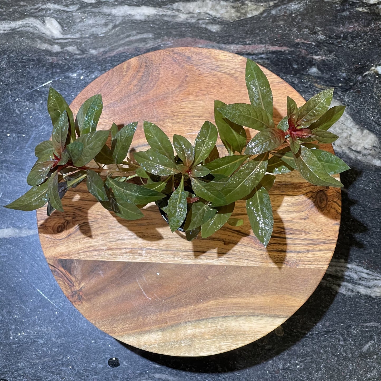 Pisces Enterprises 5cm Pot Scarlet Ludwigia 5cm Pot