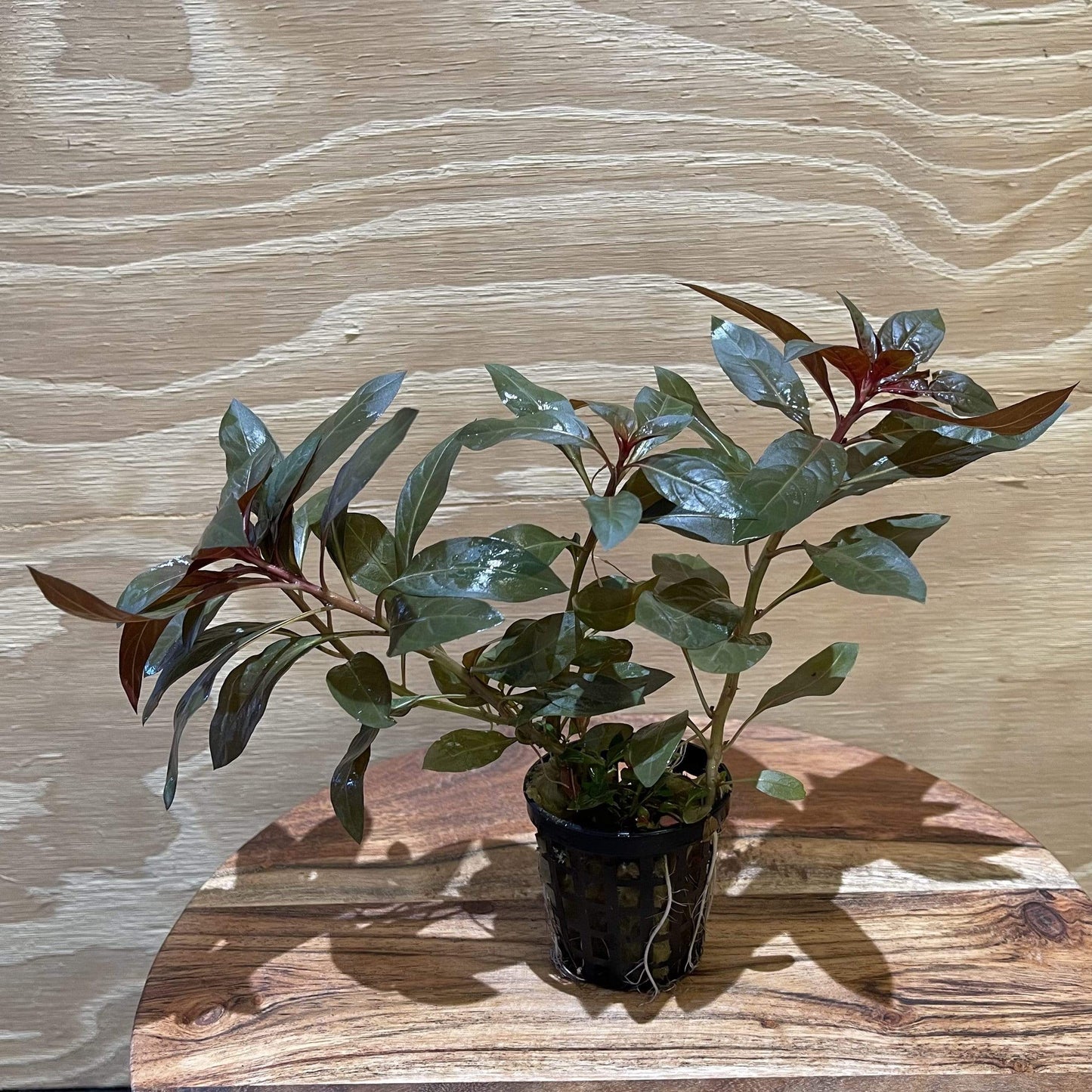 Pisces Enterprises 5cm Pot Scarlet Ludwigia 5cm Pot