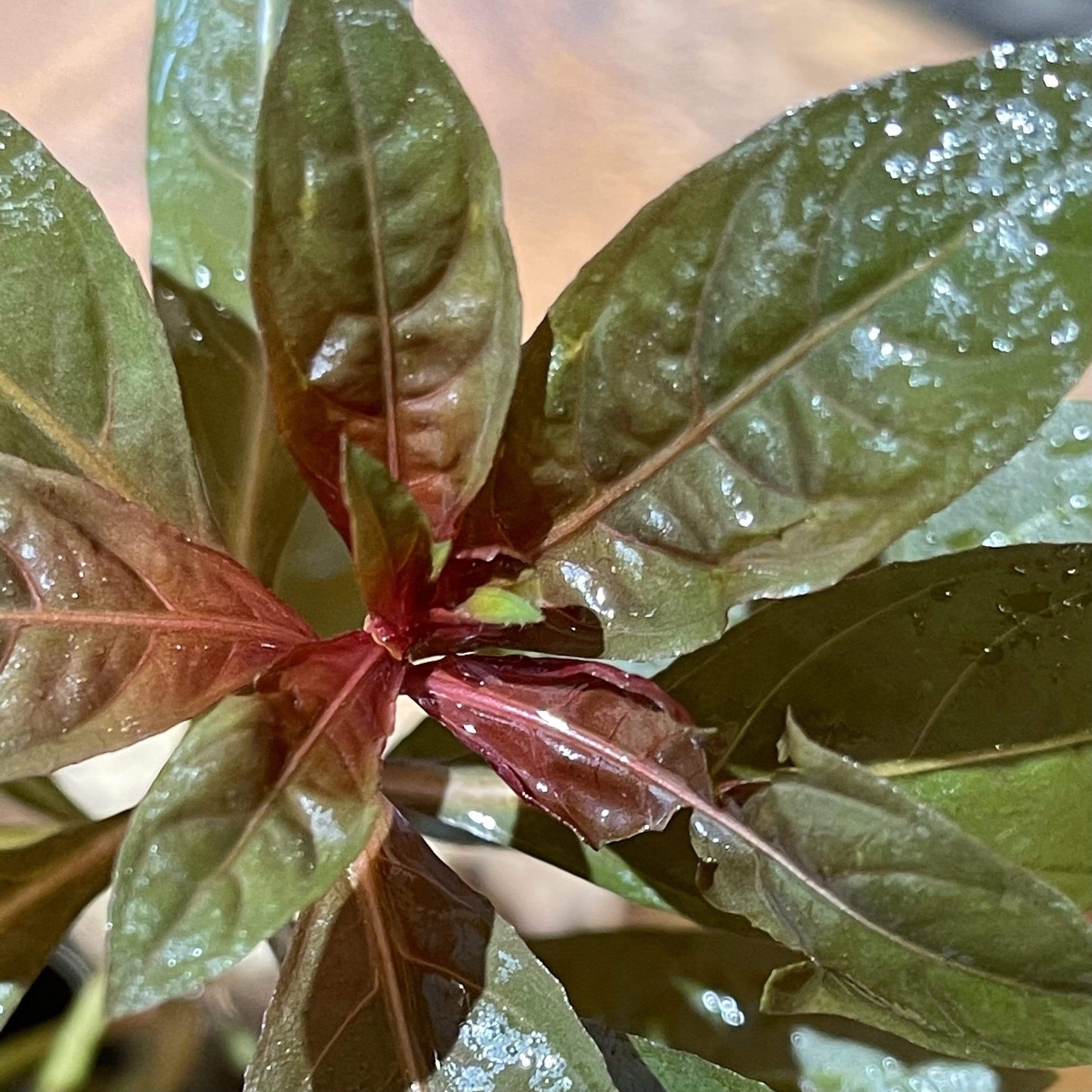 Pisces Enterprises 5cm Pot Scarlet Ludwigia 5cm Pot