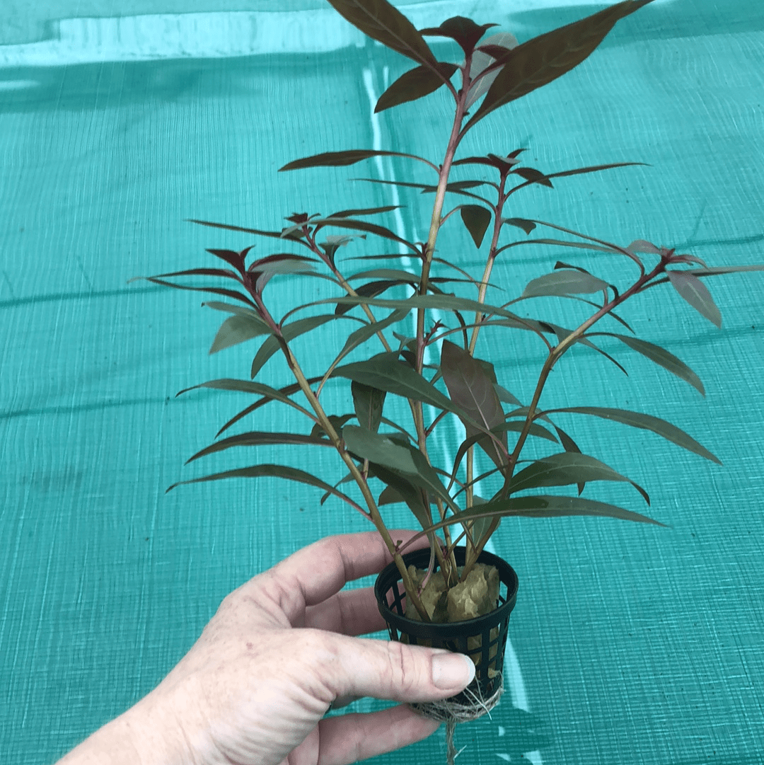 Pisces Enterprises 5cm Pot Scarlet Ludwigia 5cm Pot