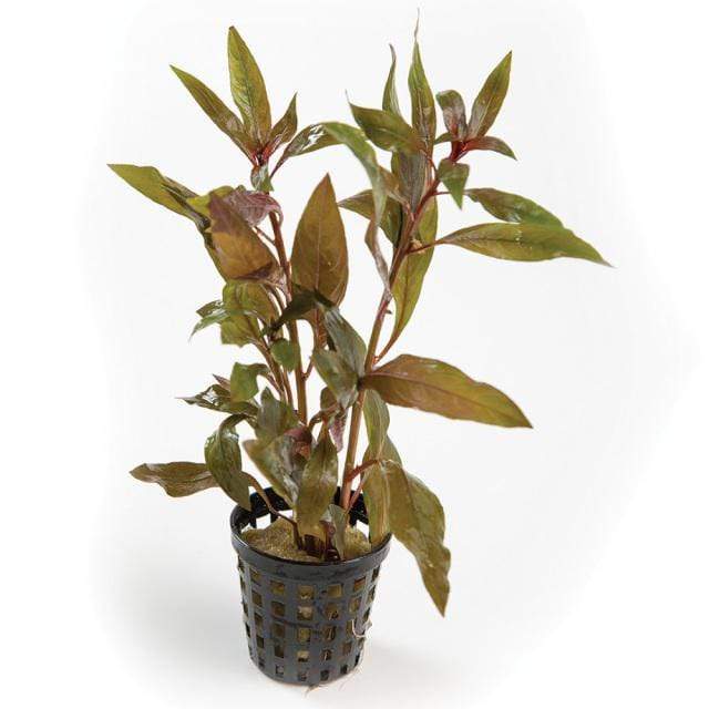 Pisces Enterprises 5cm Pot Scarlet Ludwigia 5cm Pot