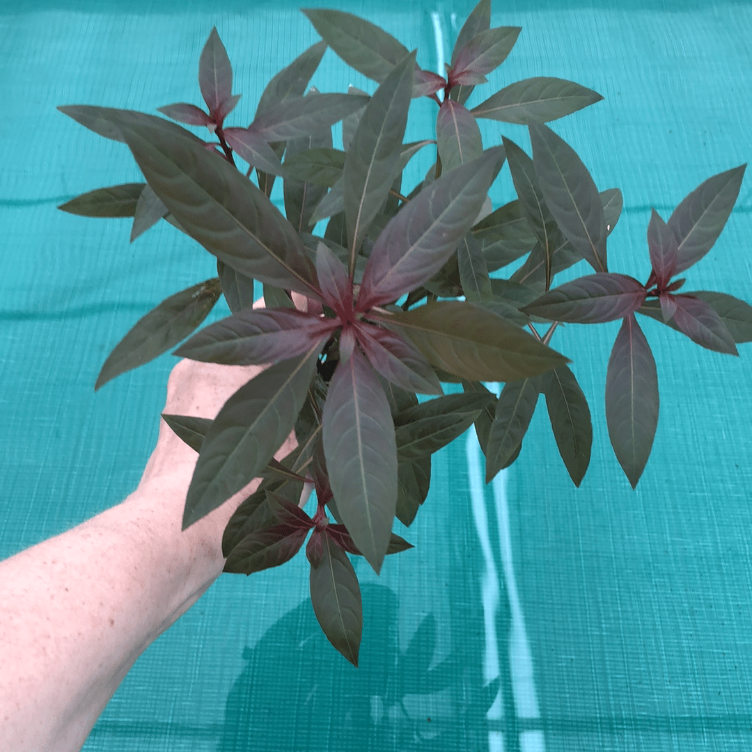 Pisces Enterprises 5cm Pot Scarlet Ludwigia 5cm Pot