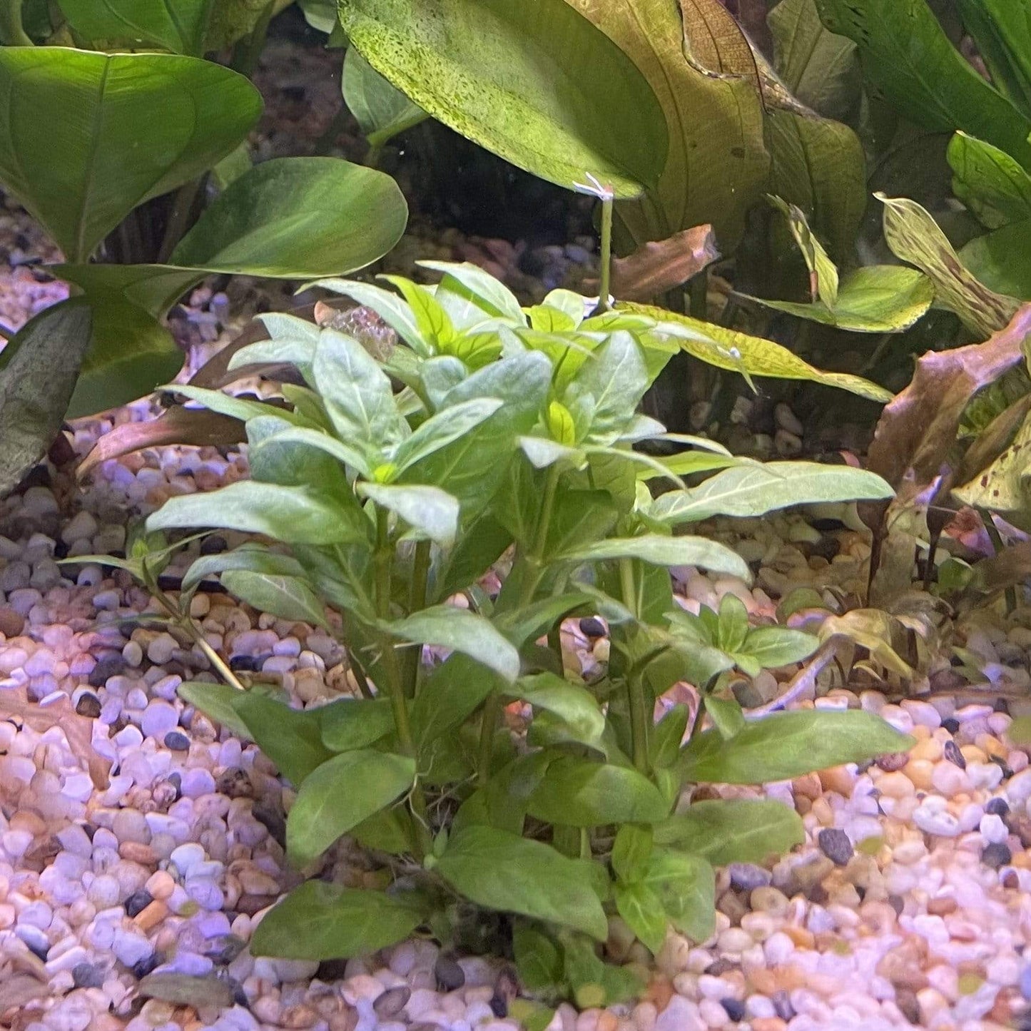 Pisces Enterprises 5cm Pot Staurogyne 5cm Pot