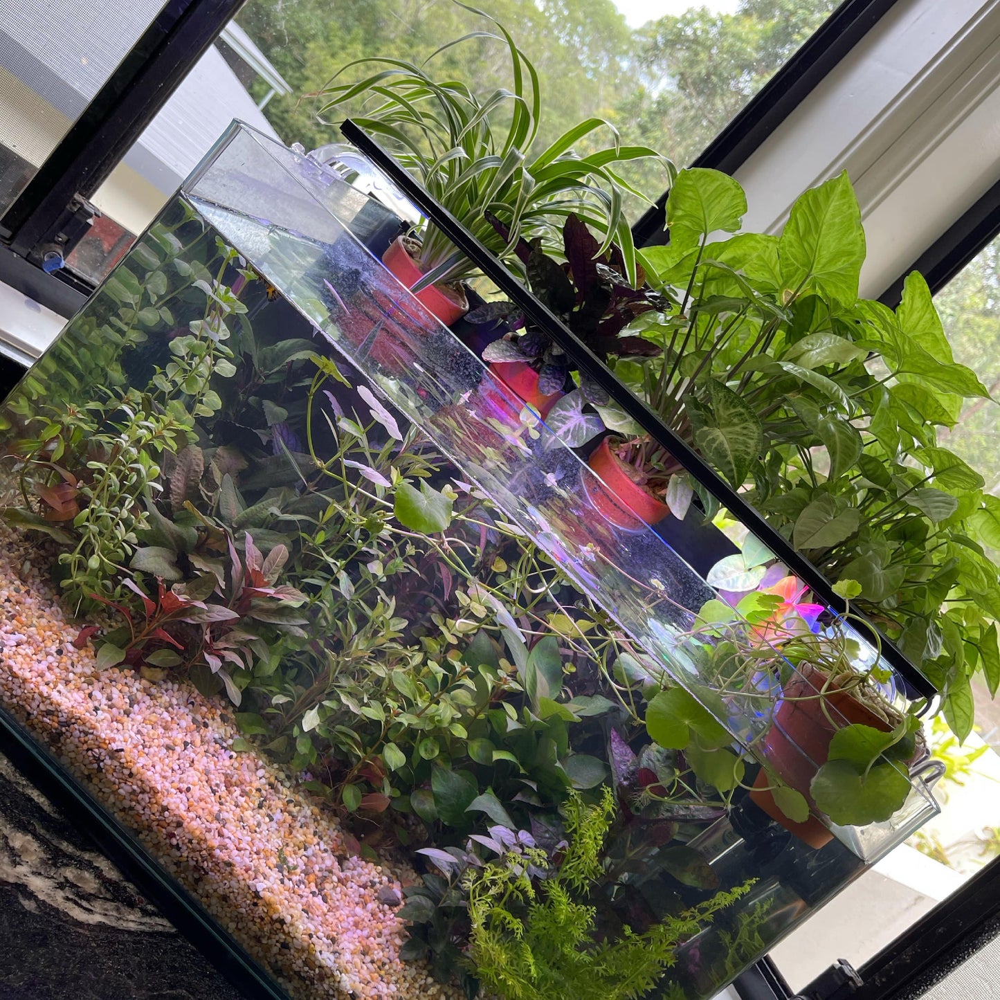 Pisces Enterprises Aquaponic Pot Borneo Sword Aquaponic Pot - Tank Topper - Green