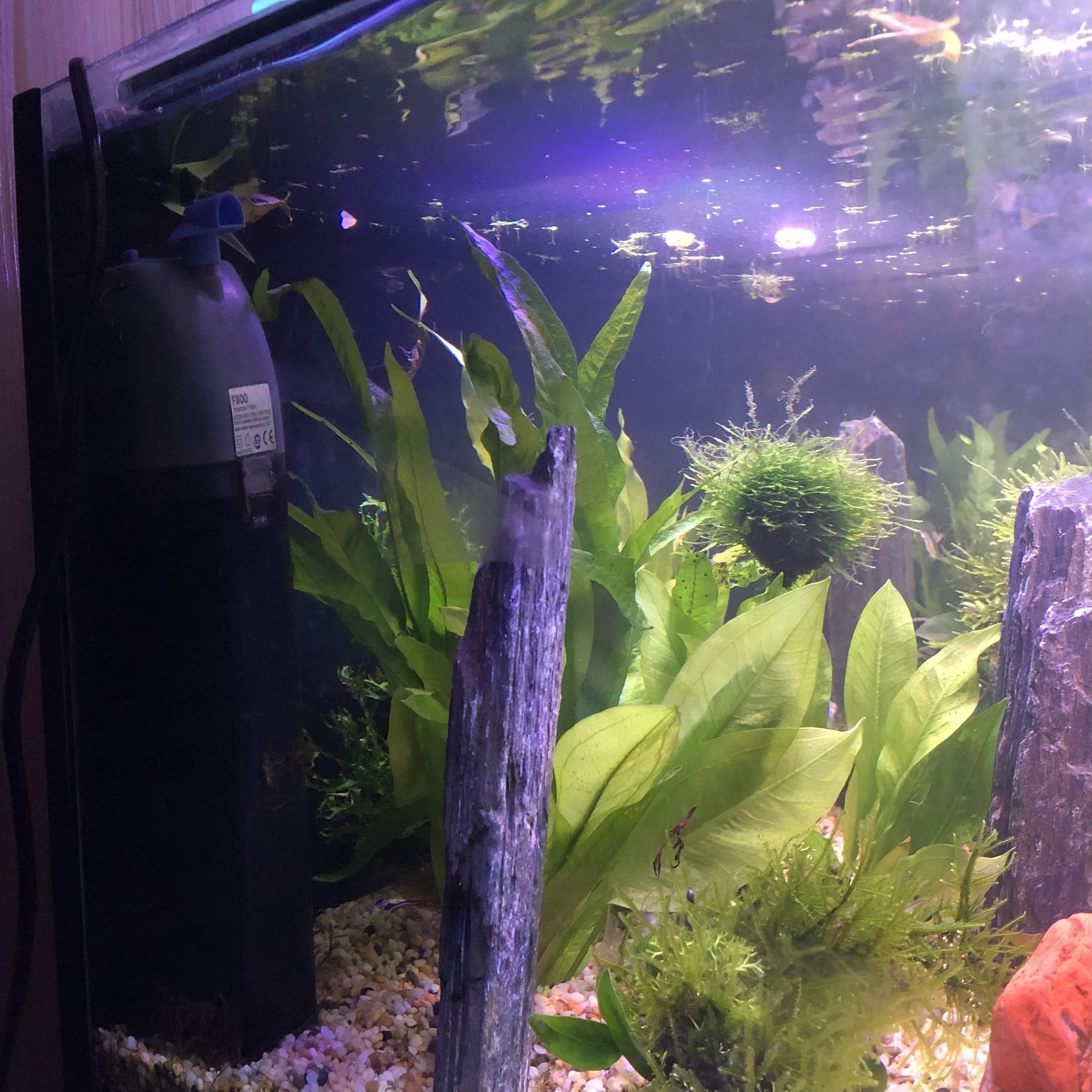 Internal Aquarium Filter F800 –