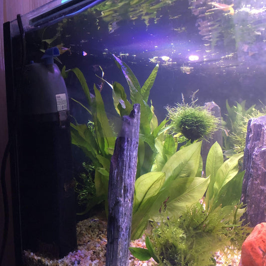 Pisces Enterprises Aquarium Filter Internal Aquarium Filter F800