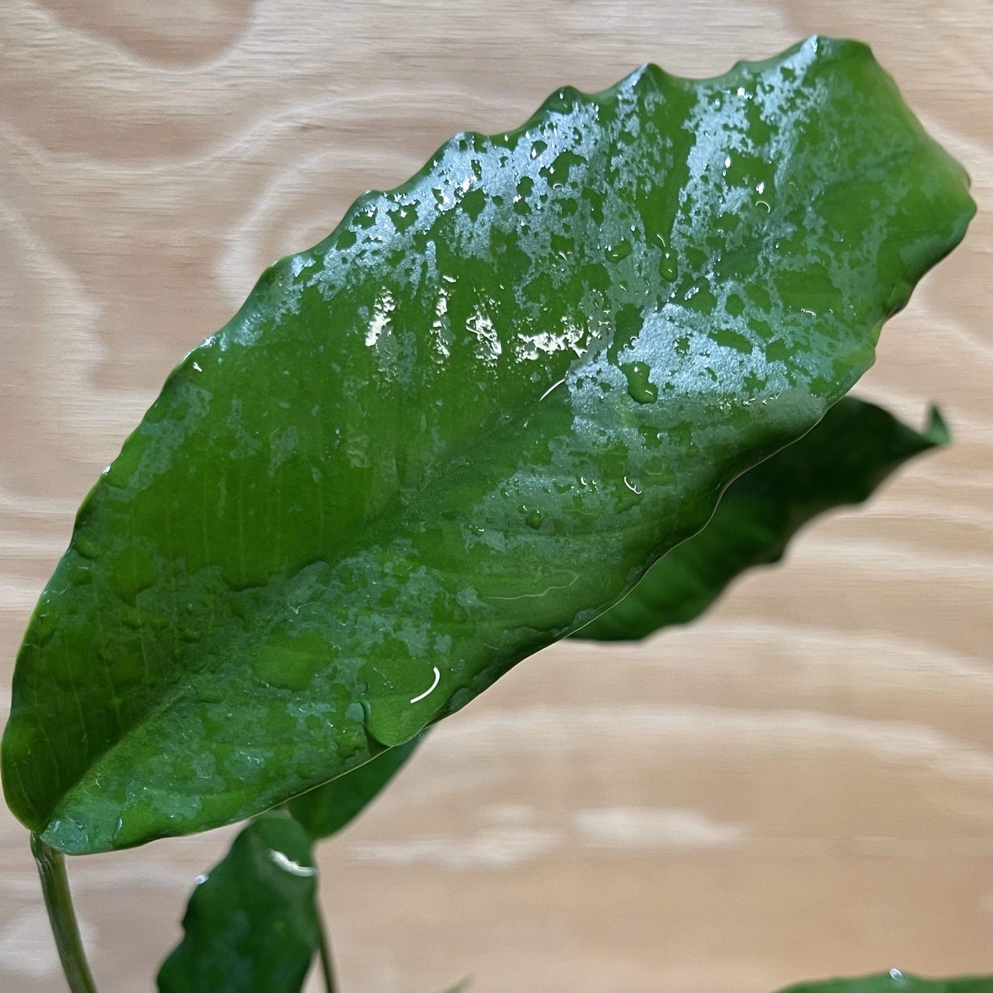 Pisces Enterprises Bare-root Plant Anubias Afzelli Bare-root Large Anubias Afzelli Bare-root 20cm - Aquarium Plants Australia