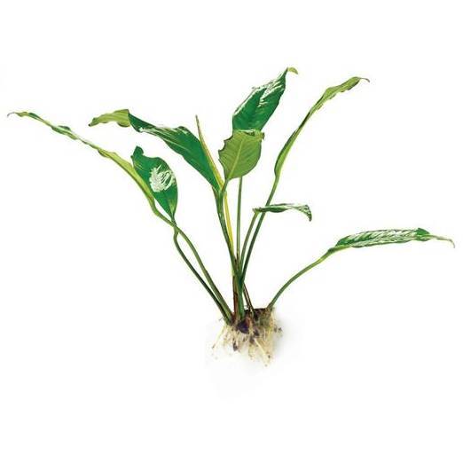 Pisces Enterprises Bare-root Plant Anubias Afzelli Bare-root Large Anubias Afzelli Bare-root 20cm - Aquarium Plants Australia
