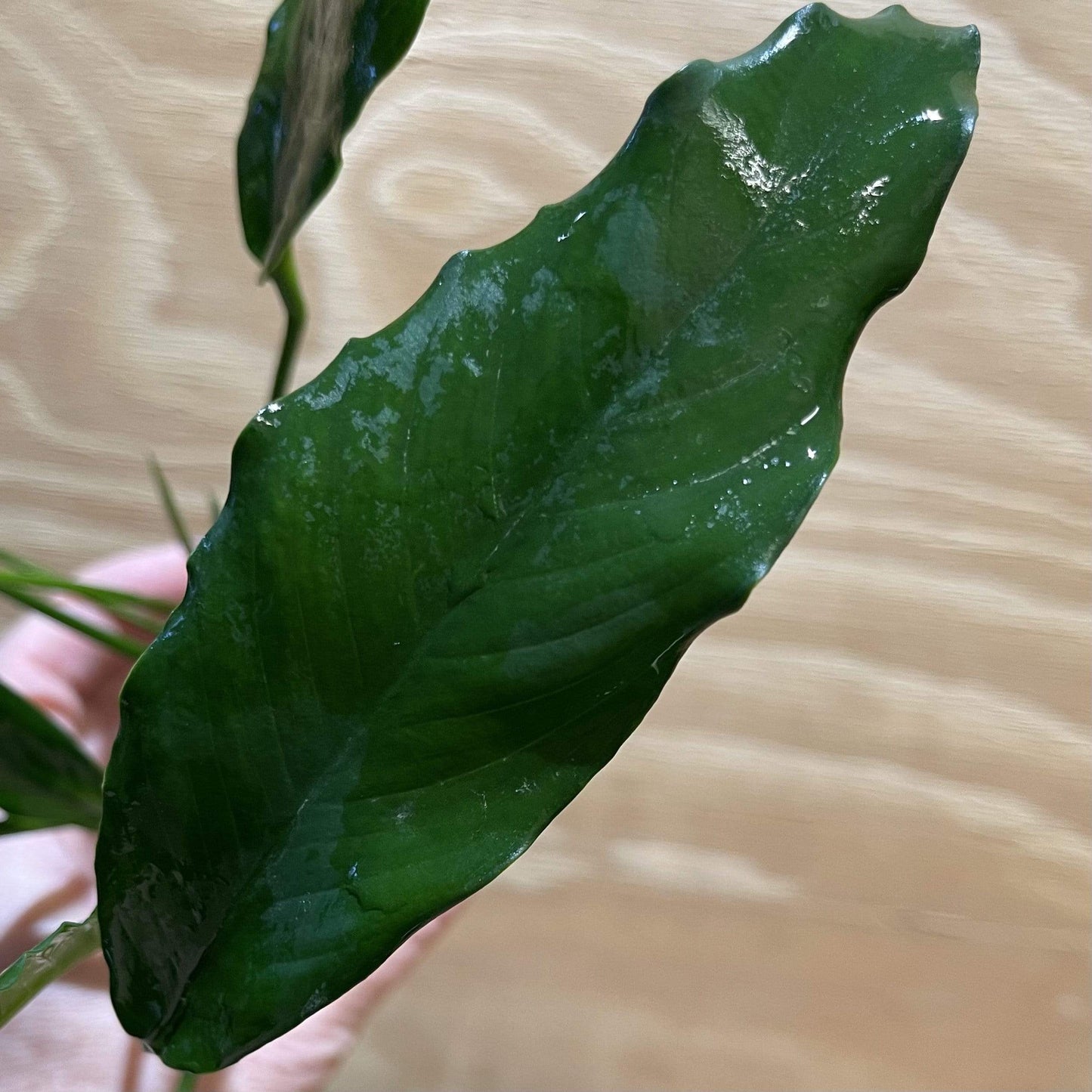 Pisces Enterprises Bare-root Plant Anubias Afzelli Bare-root Large Anubias Afzelli Bare-root 20cm - Aquarium Plants Australia